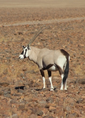 accommodation_namibia_tolous_lodge_oryx2